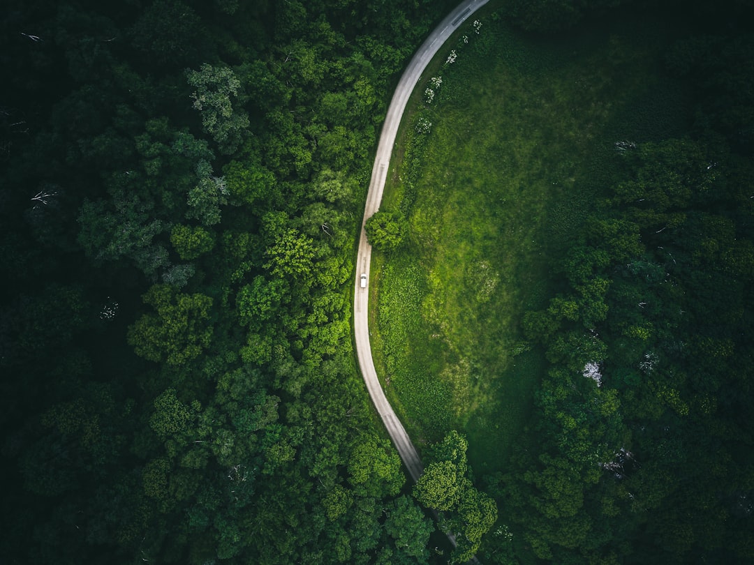 Photo Green forest